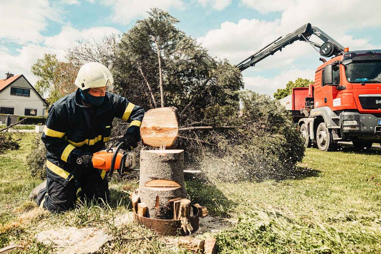 Best Tree Cutting Near Me  in Quinnipiac University, CT